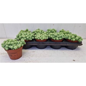 Sedum Burrito