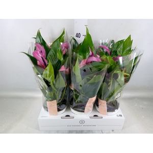 Anthurium  'Zizou'