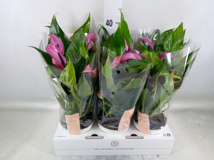 <h4>Anthurium  'Zizou'</h4>