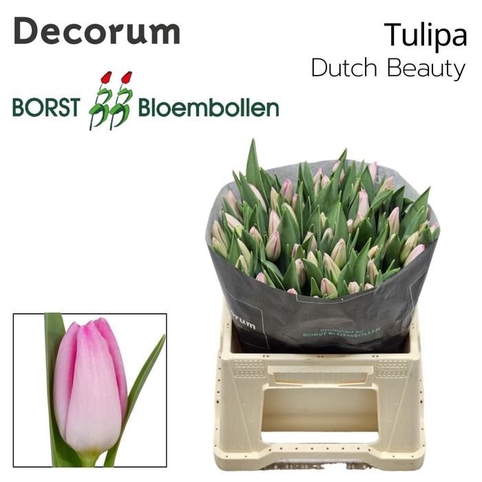 <h4>Tulipa Dutch Beauty</h4>