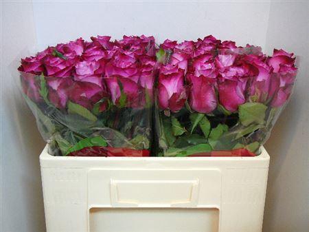 <h4>R Gr Deep Purple</h4>