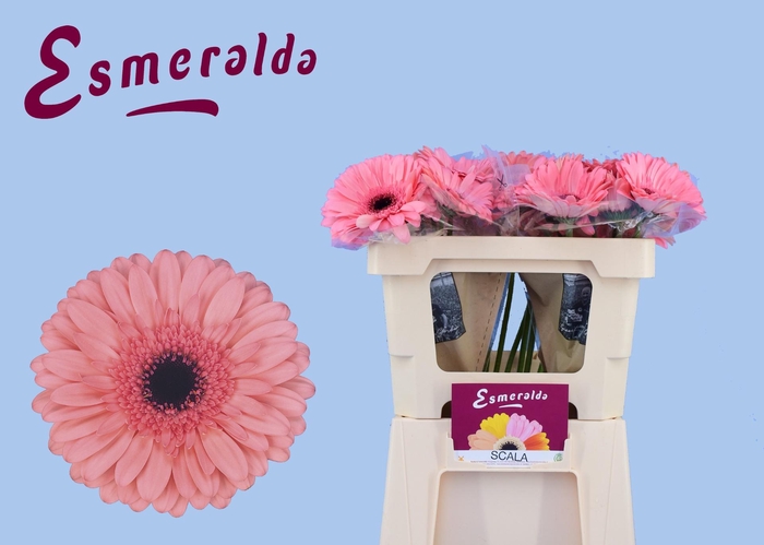 <h4>GE GR SCALA</h4>