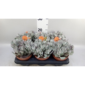 Kalanchoe NF pumila