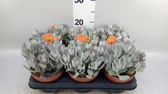 <h4>Kalanchoe NF pumila</h4>