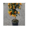 Citrus hystrix