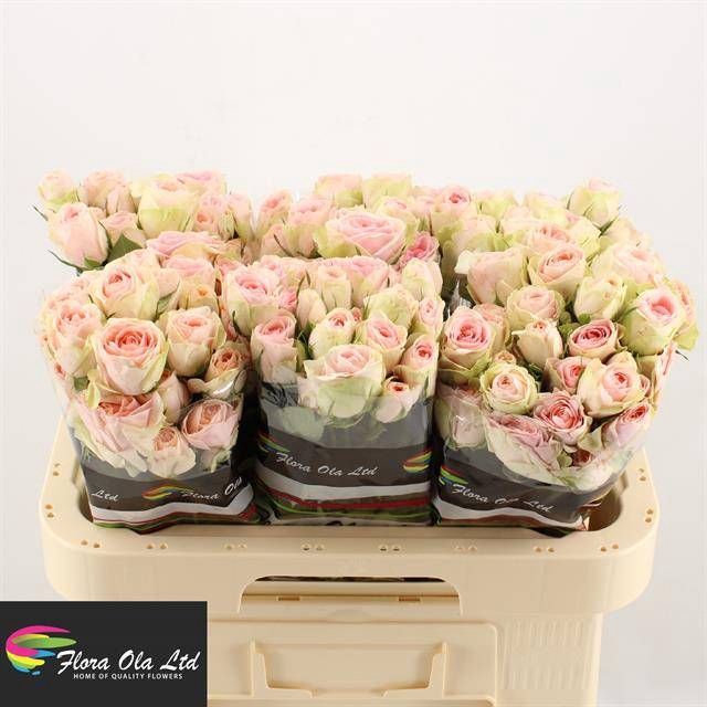 <h4>R Tr Rlm Ing Kristi Flora Ola</h4>
