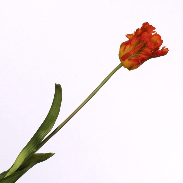 Tulip Parrot Orange FL440259ORA