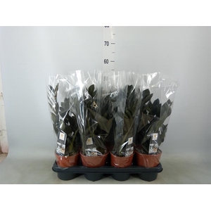 Zamioculcas zamiifolia 'Dowon'