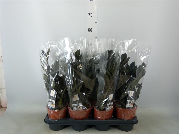 <h4>Zamioculcas zamiifolia 'Dowon'</h4>