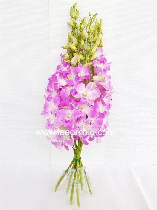 <h4>Dendro Sakura</h4>