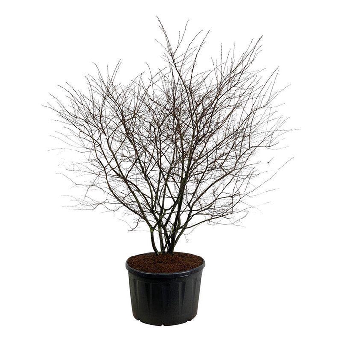 <h4>Amelanchier lamarckii</h4>