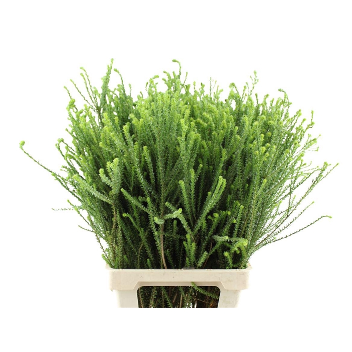 <h4>Euryops Virgineus</h4>