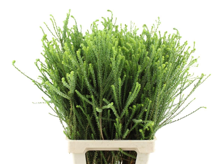 <h4>Euryops Virgineus</h4>