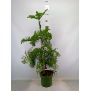 Araucaria heterophylla