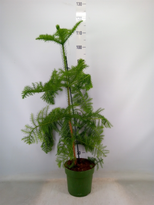 <h4>Araucaria heterophylla</h4>