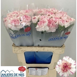 DI ST YUKARI  CHERRY