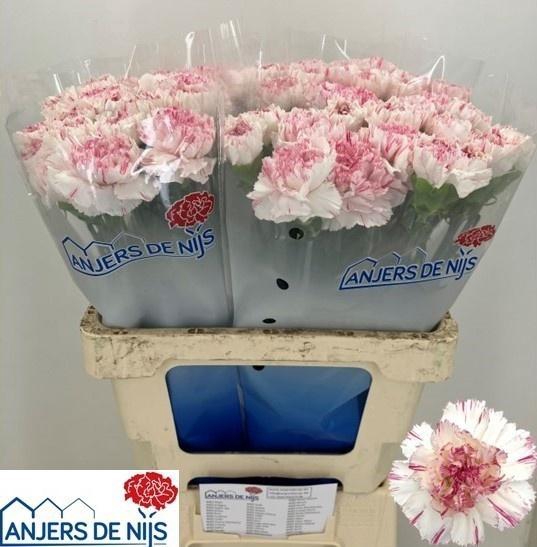 <h4>DI ST YUKARI  CHERRY</h4>