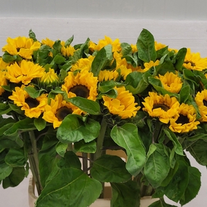 HELI VINCENTS CHOICE