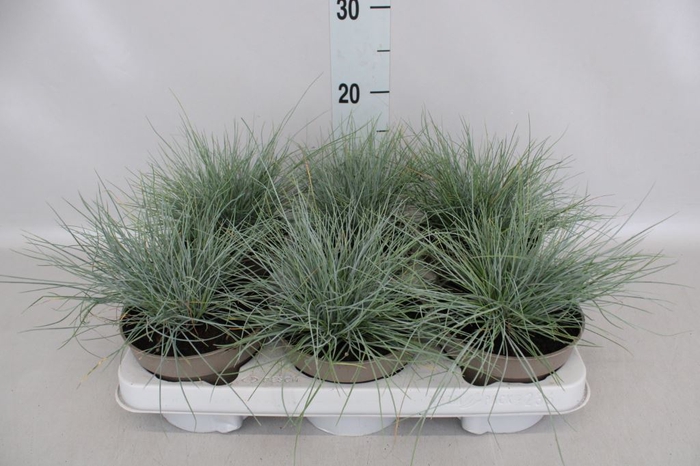 Festuca valesiaca 'Glaucantha'