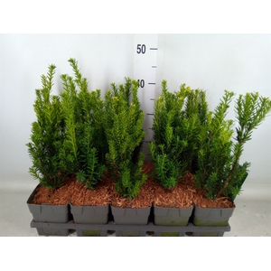 Taxus media 'Hillii'