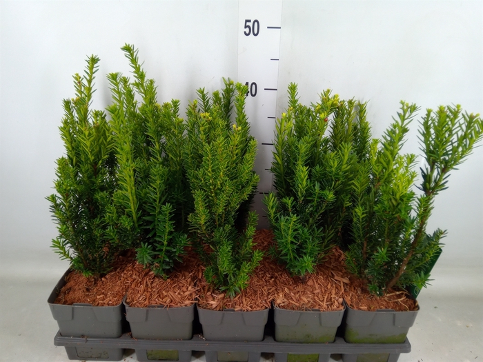 <h4>Taxus media 'Hillii'</h4>