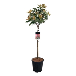 Photinia serr. 'Pink Crispy' ®