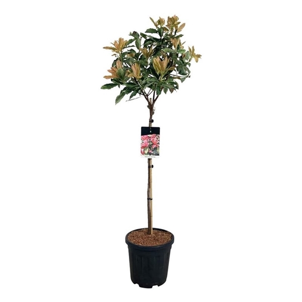 <h4>Photinia serr. 'Pink Crispy' ®</h4>