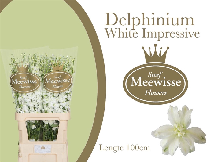 <h4>Delphinium Impressive White</h4>