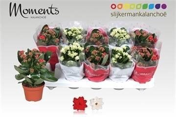 <h4>KAL GE GEM 2 KL</h4>