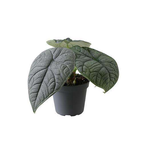 <h4>ALOCASIA MELO</h4>
