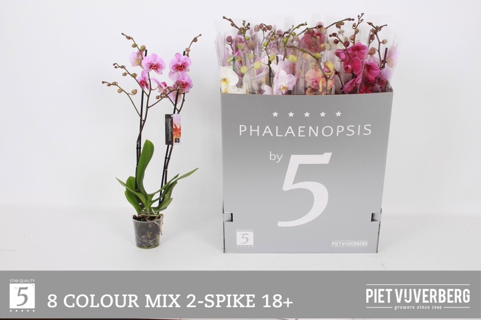 <h4>PHAL GEM 8 KL</h4>