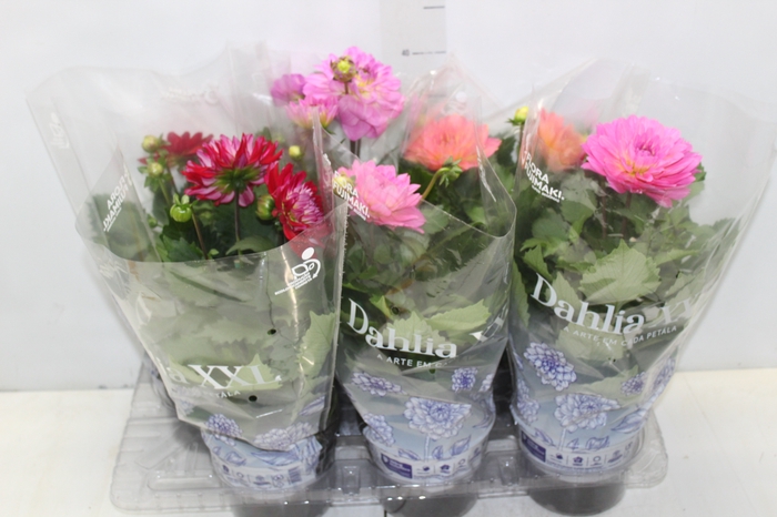 <h4>DAHLIA XXL P15</h4>