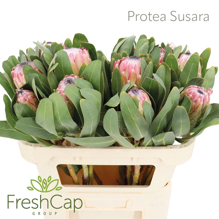 <h4>Protea Susara #</h4>