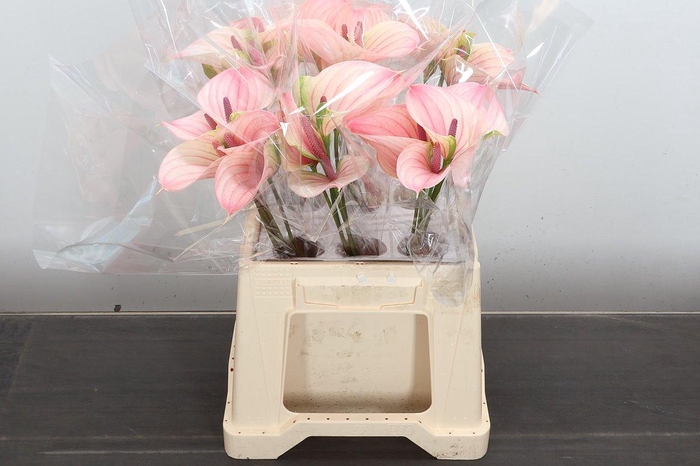 <h4>Anth Alero X30 Water</h4>