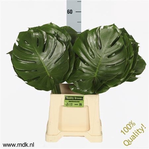 Monsterablad Quality Greens