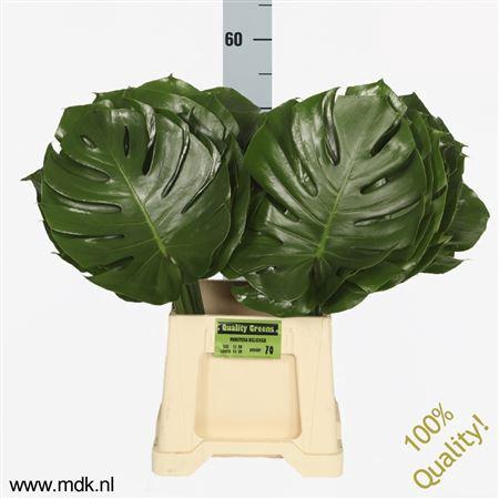 <h4>Monsterablad Quality Greens</h4>