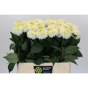 Dahlia Caro
