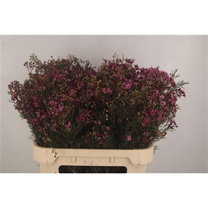 Chamelaucium Jupiter Purple