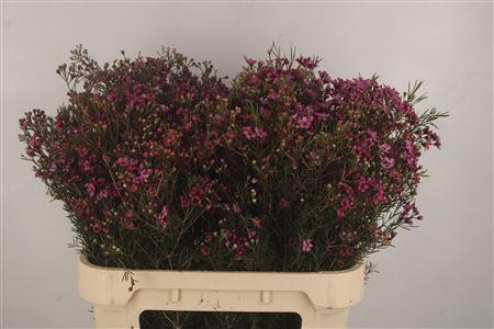 <h4>Chamelaucium Jupiter Purple</h4>