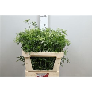 Ammi Majus