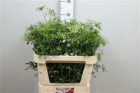 <h4>Ammi Majus</h4>