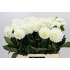 Dahlia Boom Boom White