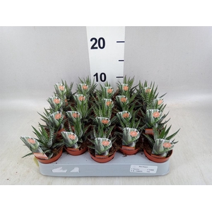 Haworthia fasciata 'Big Band'