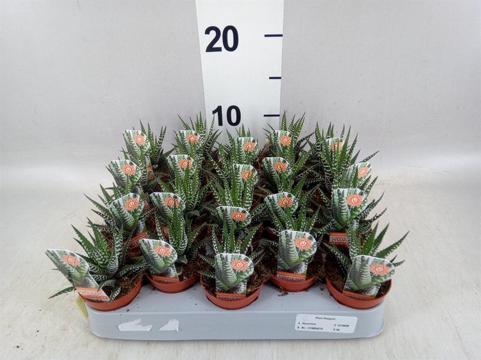 <h4>Haworthia fasciata 'Big Band'</h4>