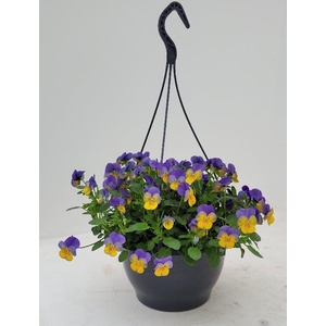 Viola Cornuta hangpot Blauw -Geel