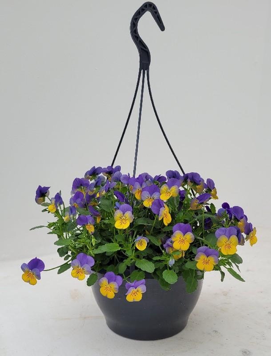 <h4>Viola Cornuta hangpot Blauw -Geel</h4>