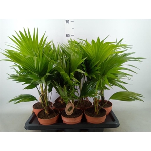 Livistona rotundifolia