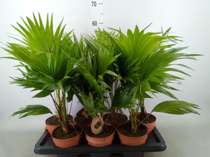 <h4>Livistona rotundifolia</h4>