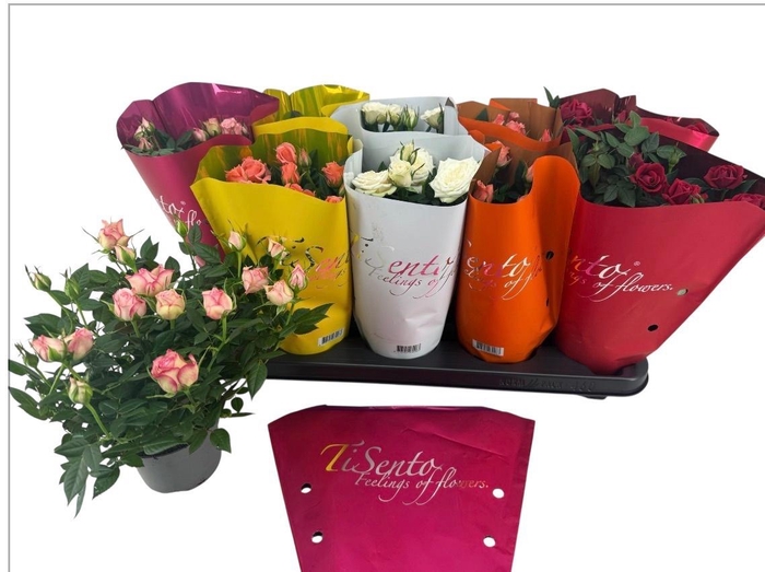 <h4>RO KORDANA GEM</h4>