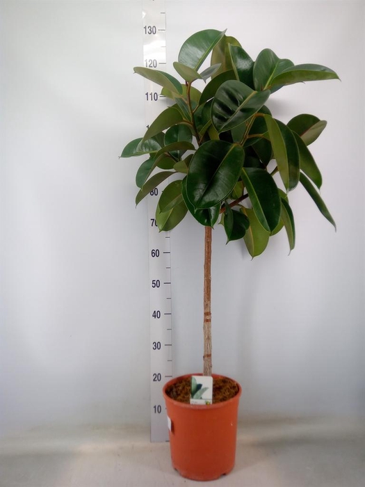 <h4>Ficus   ...</h4>